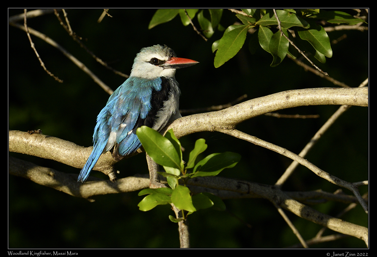 woodland_kingfisher_JZ9_7474a
