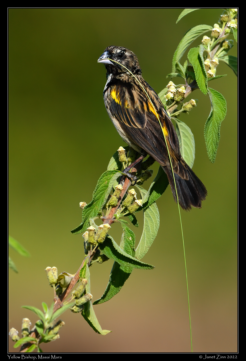 yellow_bishop_JZ9_3388a