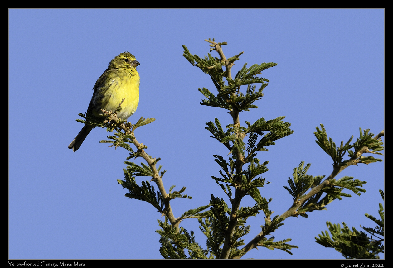 yellow_fronted_canary_JZ9_7188a