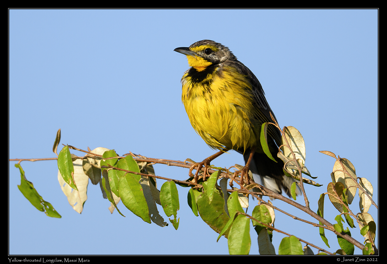 yellow_throated_longclaw_JZ9_2647a