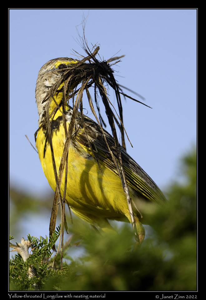 yellow_throated_longclaw_JZ9_5487b