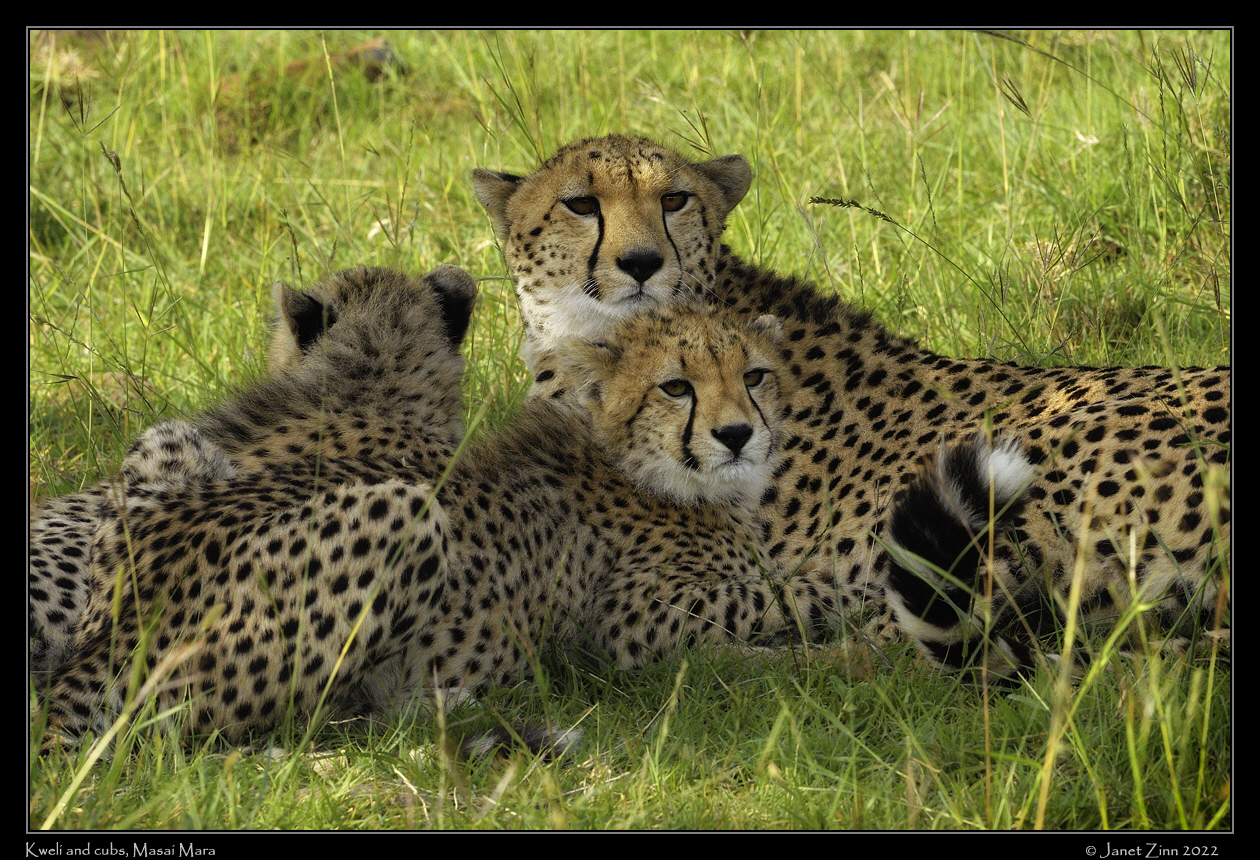 cheetah_JZ1_8629cfxa