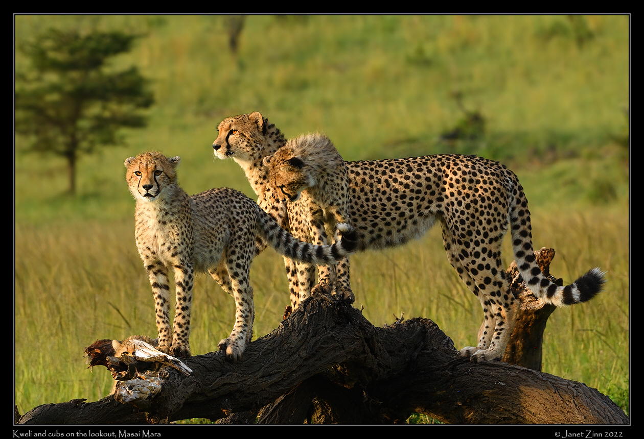 cheetah_JZ1_8708a
