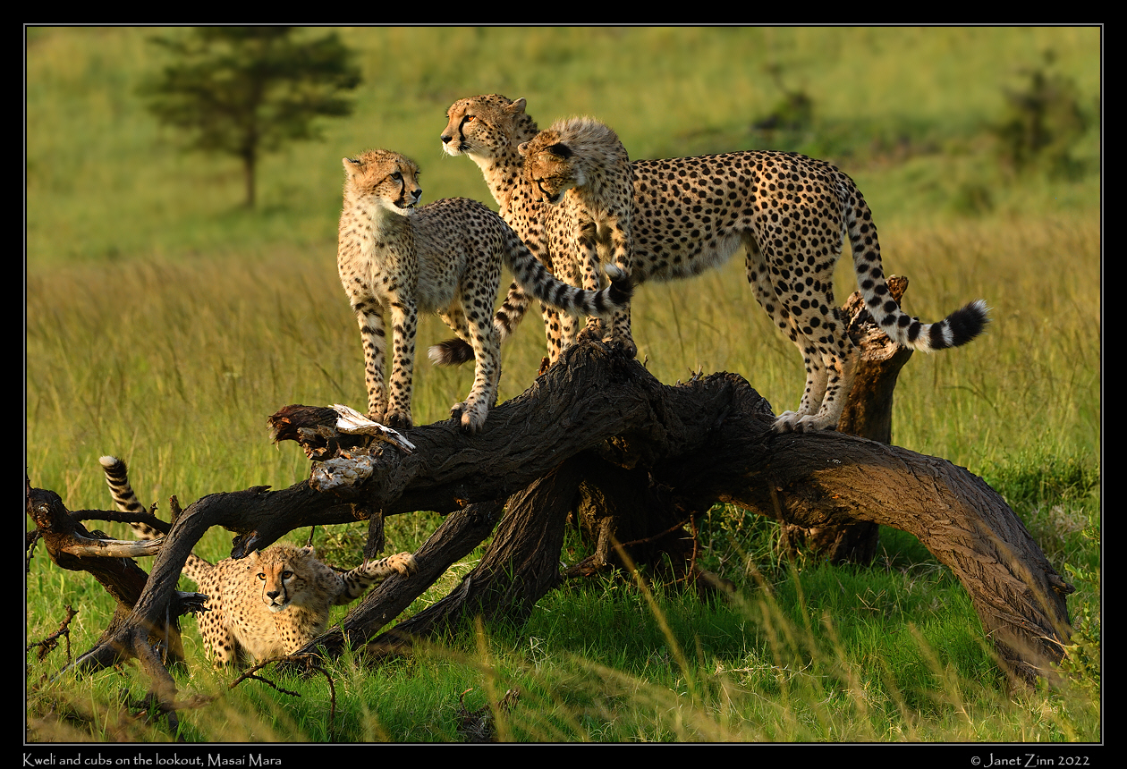 cheetah_JZ1_8722a