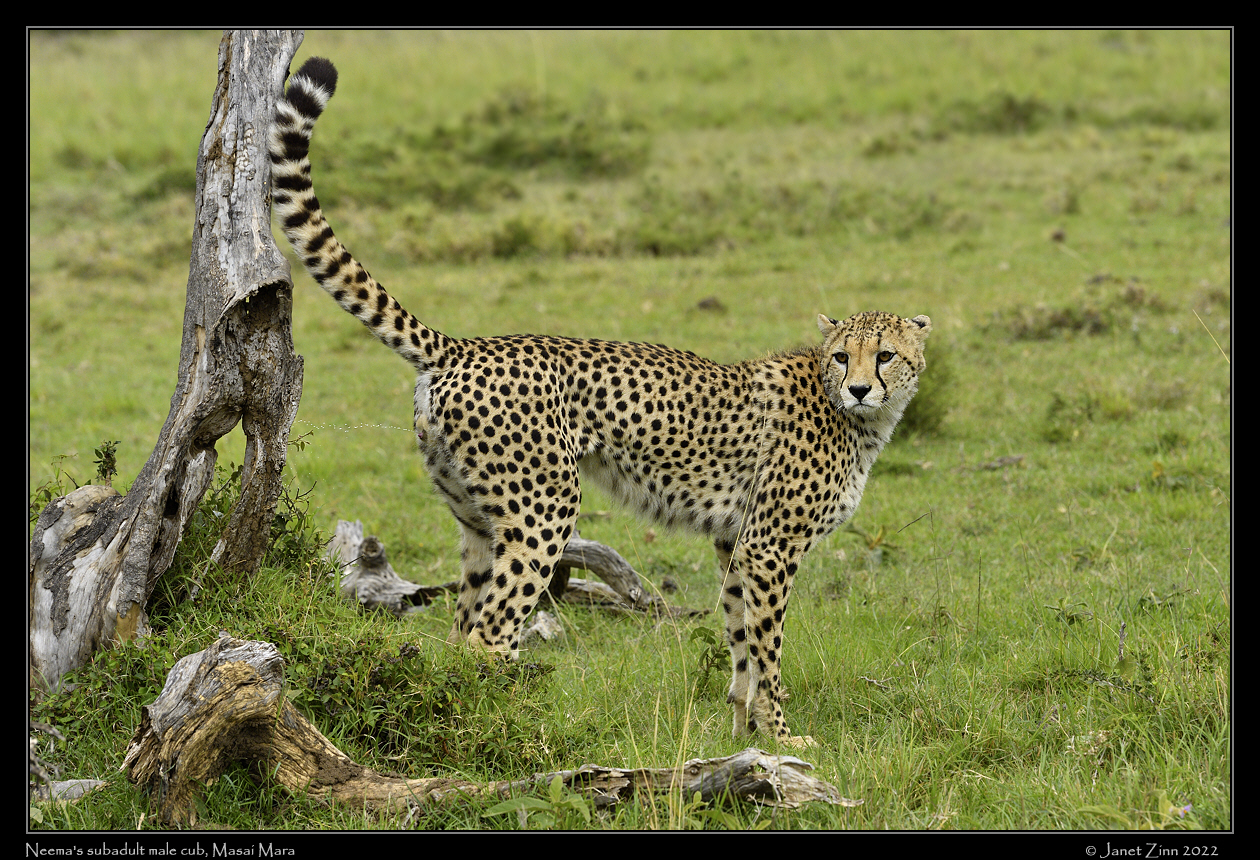 cheetah_JZ1_9246a