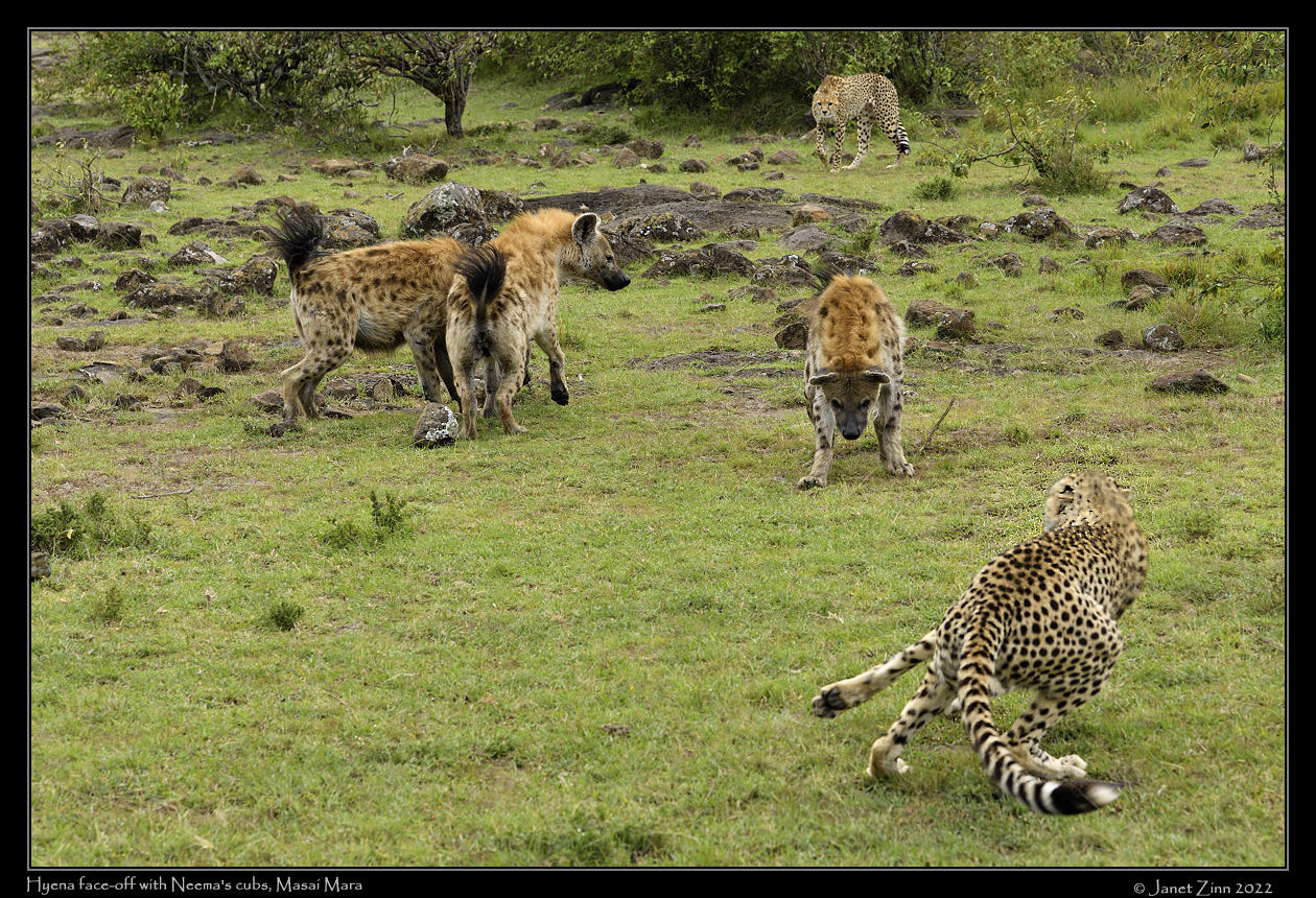 cheetah_JZ1_9259a