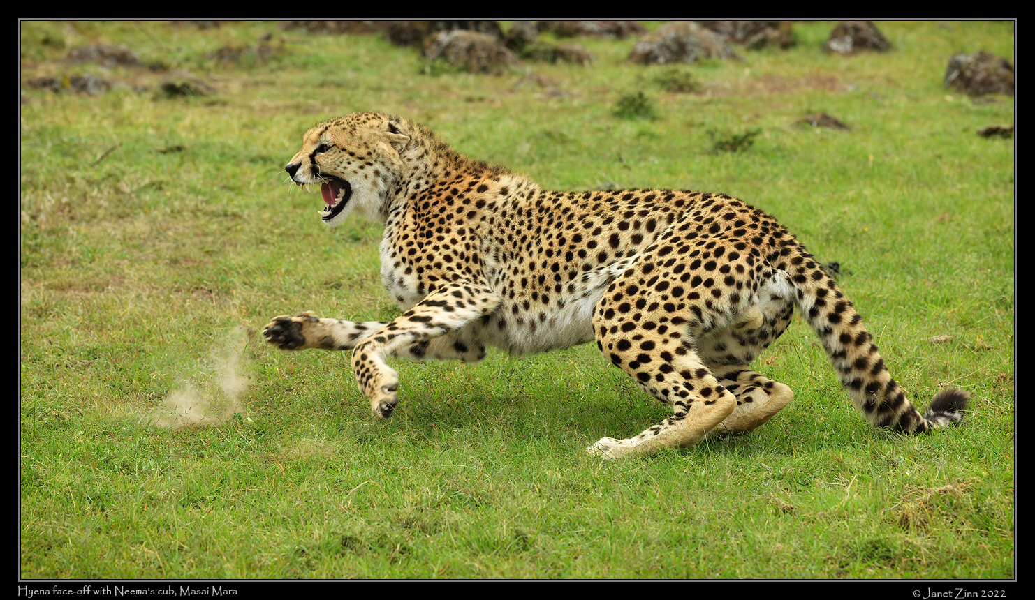 cheetah_JZ1_9269cfxa