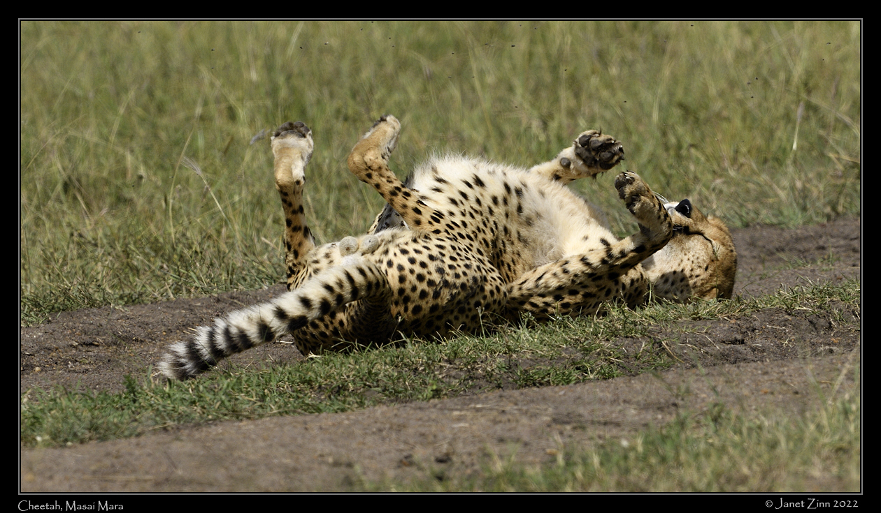 cheetah_JZ9_1917a
