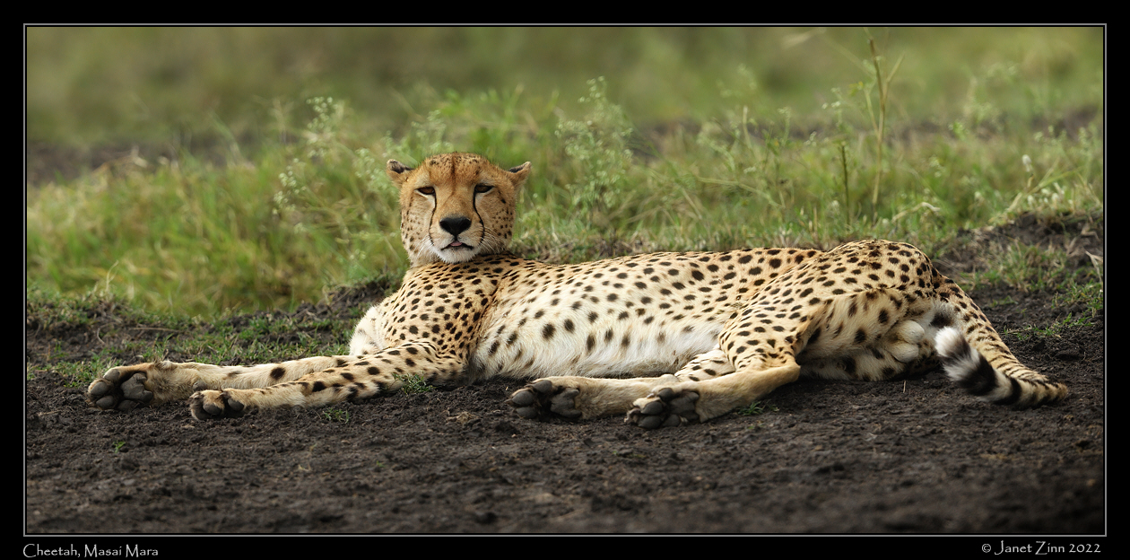 cheetah_JZ9_1965cfxa