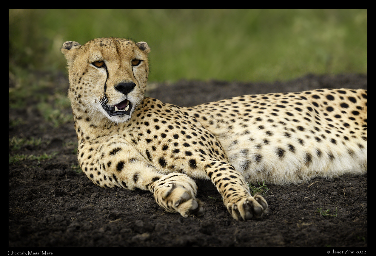 cheetah_JZ9_1990va