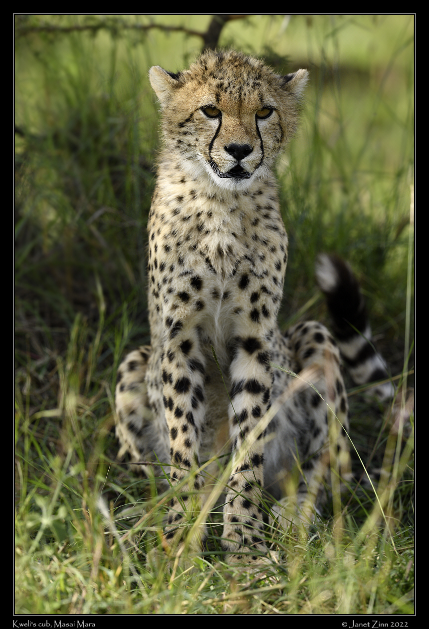 cheetah_JZ9_4557a