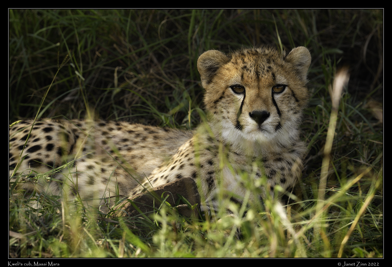 cheetah_JZ9_4580cfxa