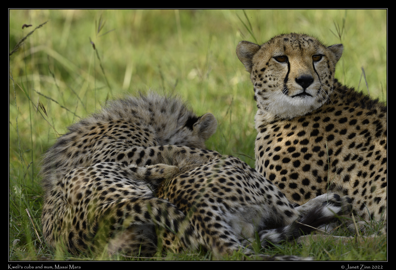 cheetah_JZ9_4602a