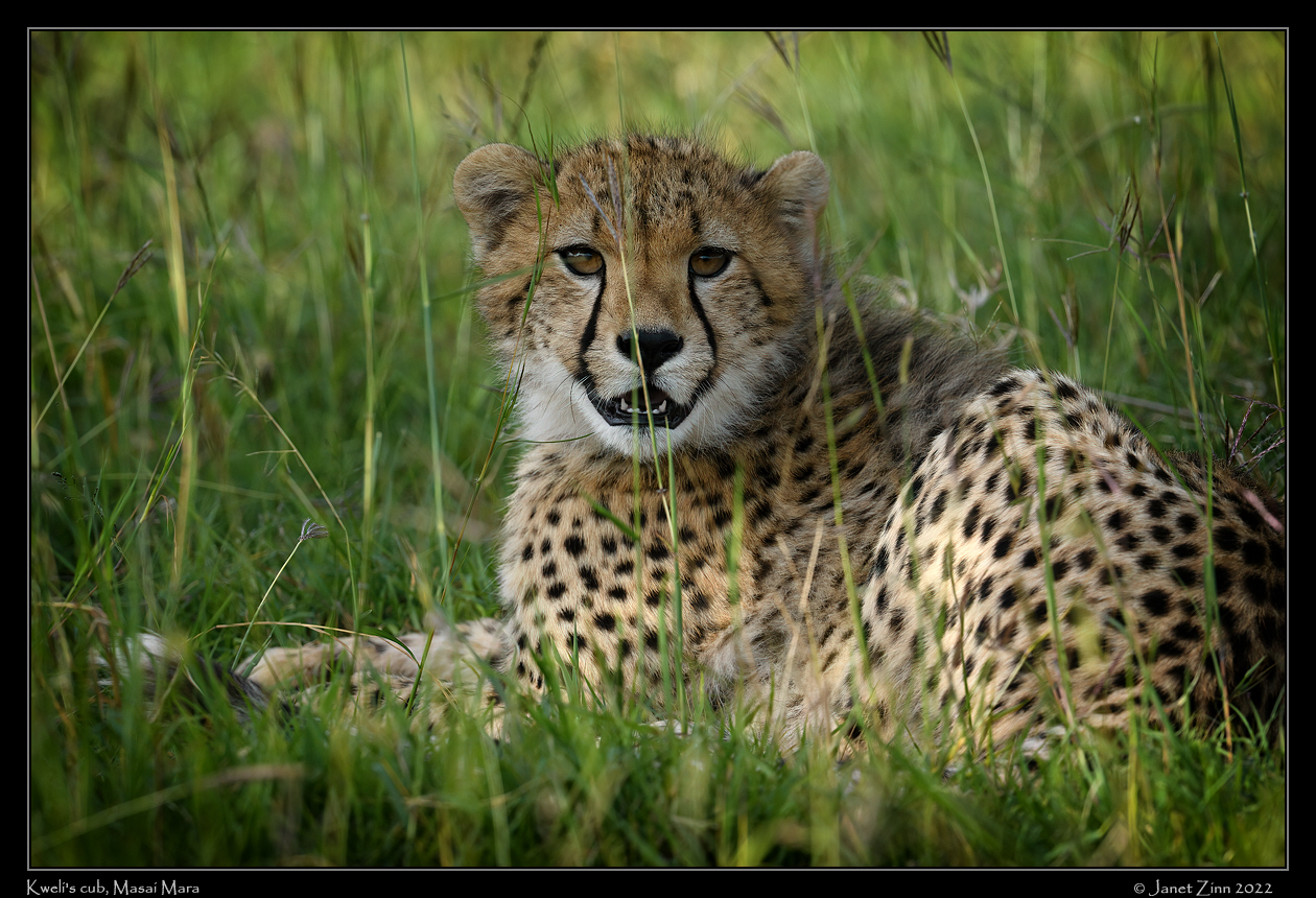 cheetah_JZ9_4623va