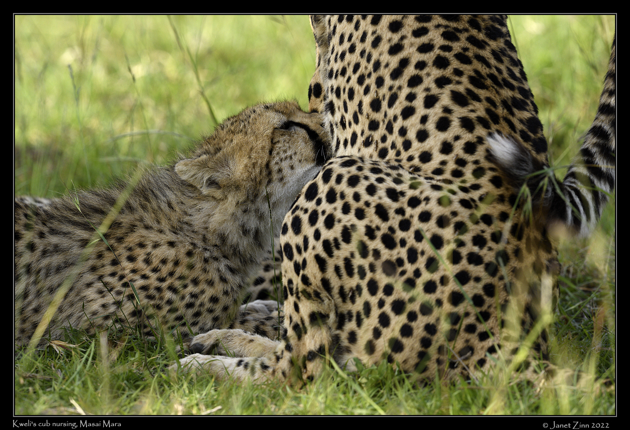cheetah_JZ9_4630a