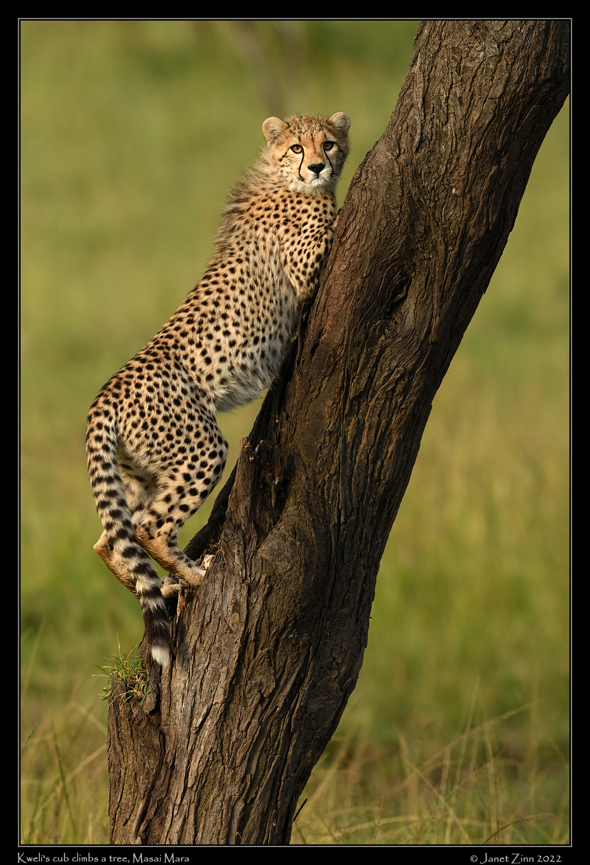 cheetah_JZ9_4801a
