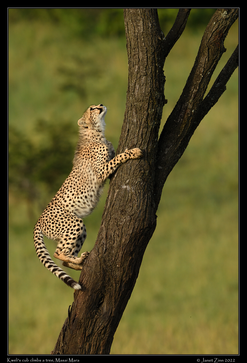 cheetah_JZ9_4829a