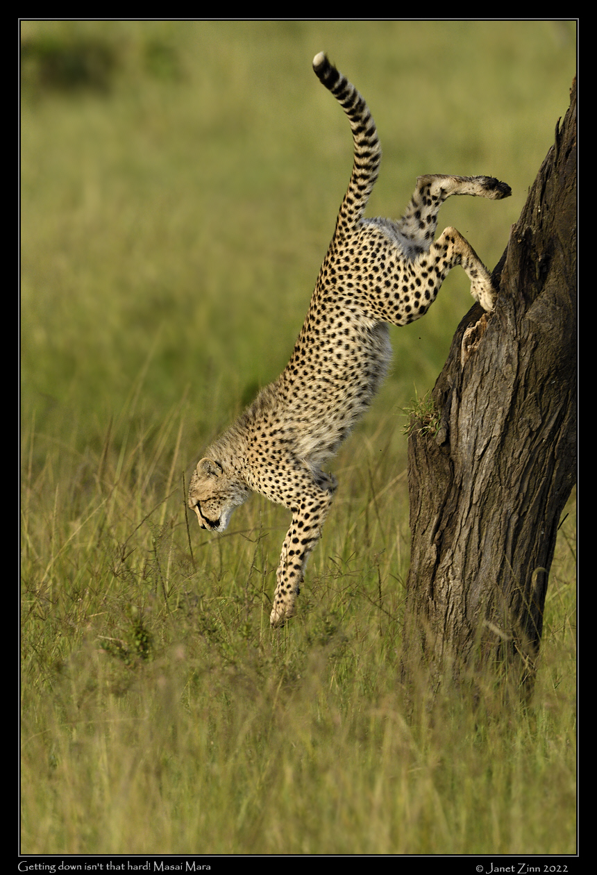 cheetah_JZ9_4871a