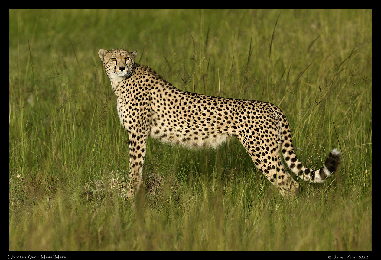 cheetah_JZ9_4906a