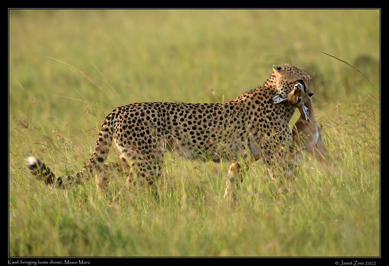 cheetah_JZ9_5016a