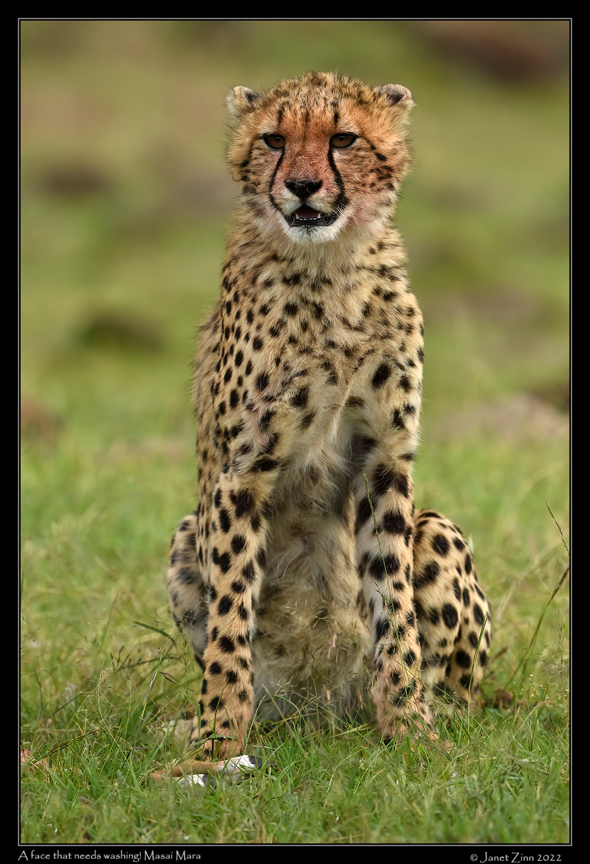 cheetah_JZ9_5853a
