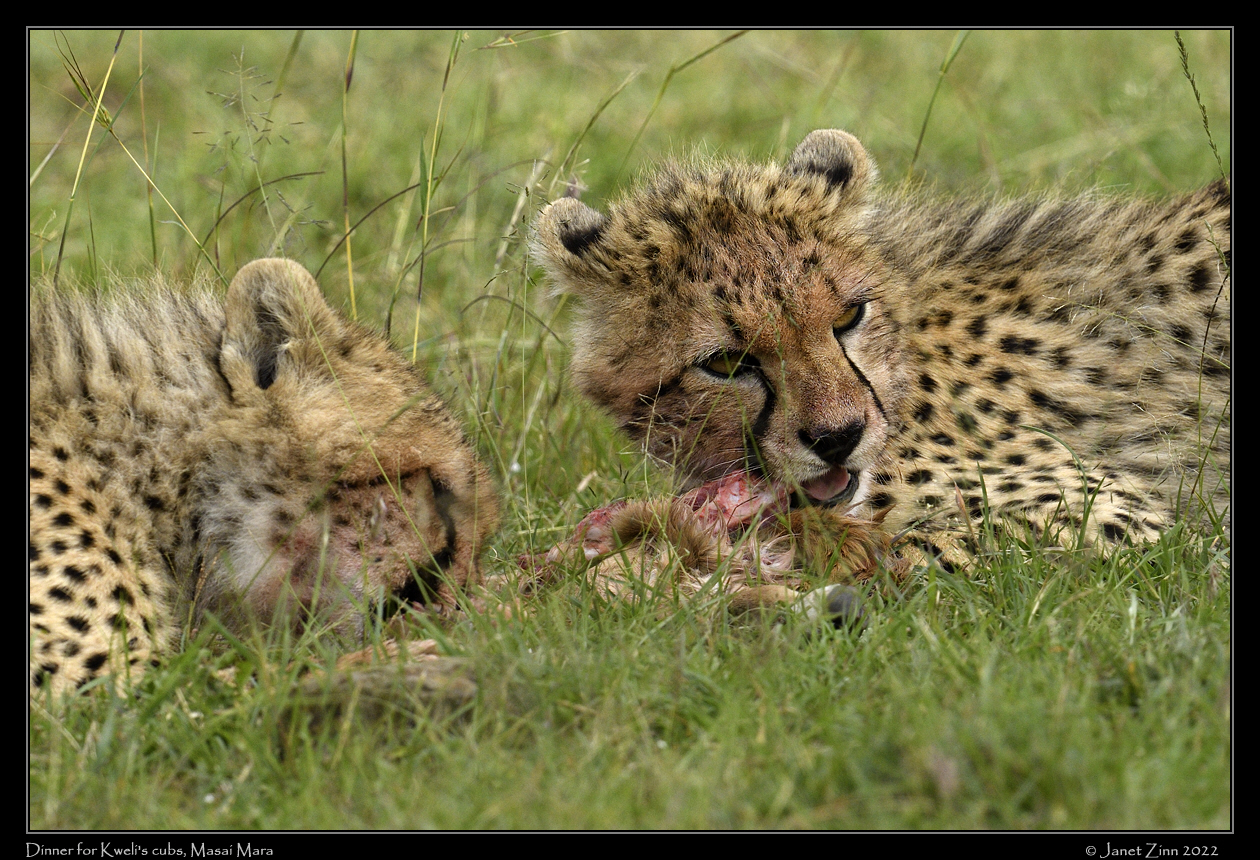 cheetah_JZ9_5866a