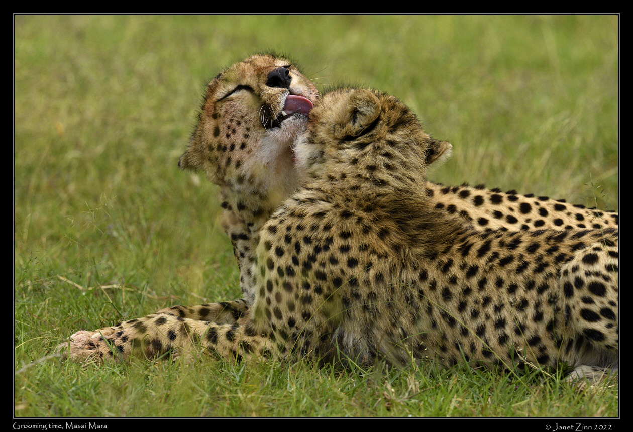 cheetah_JZ9_5888a