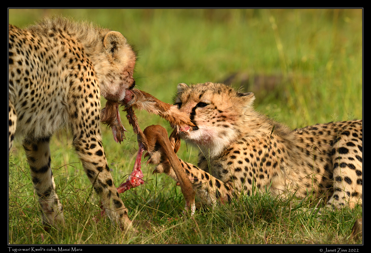 cheetah_JZ9_5938a
