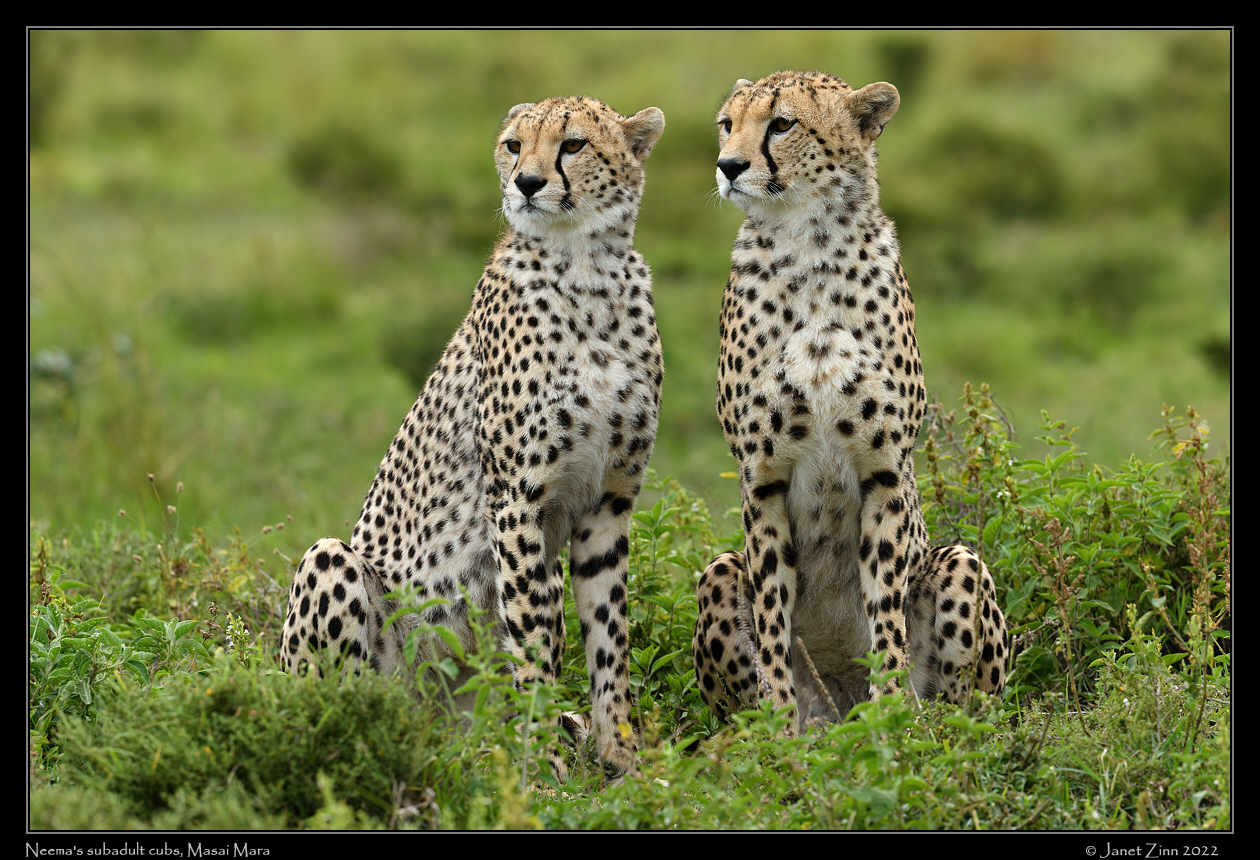 cheetah_JZ9_6064a