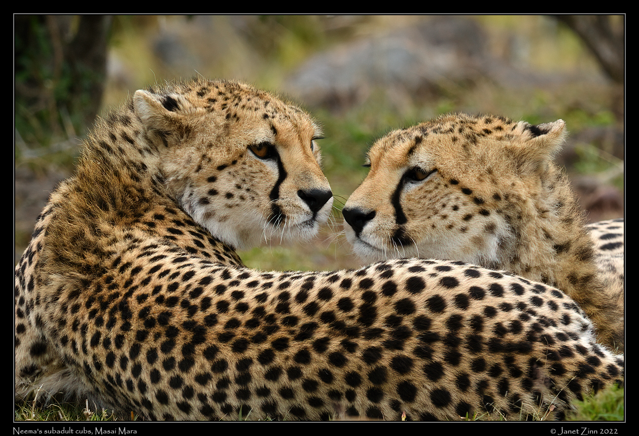 cheetah_JZ9_6090a
