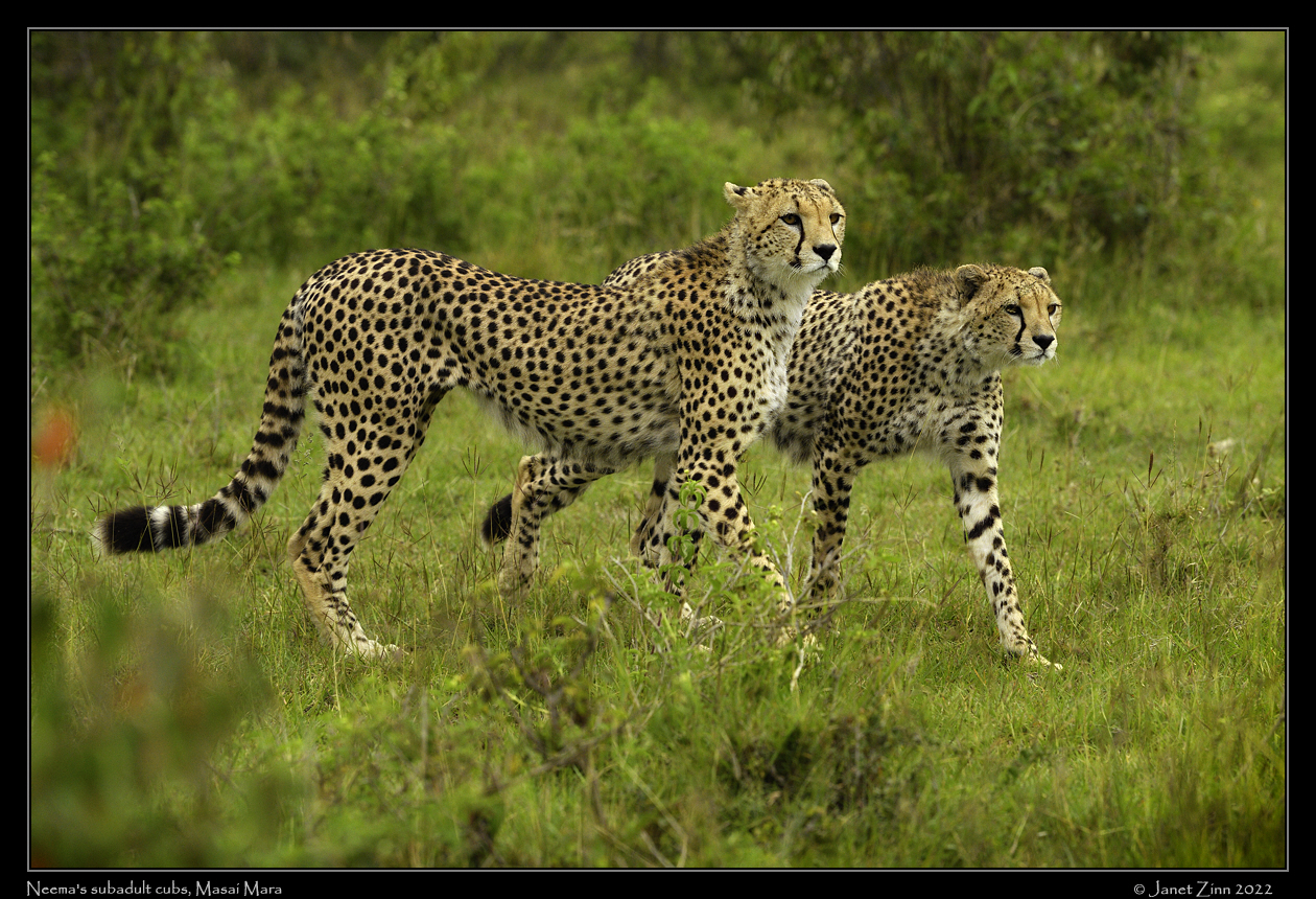 cheetah_JZ9_6128cfxa