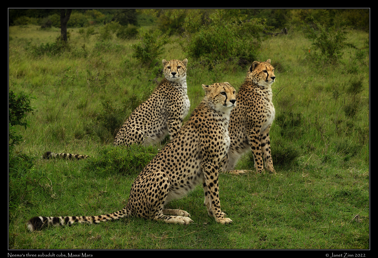 cheetah_JZ9_6158cfxa