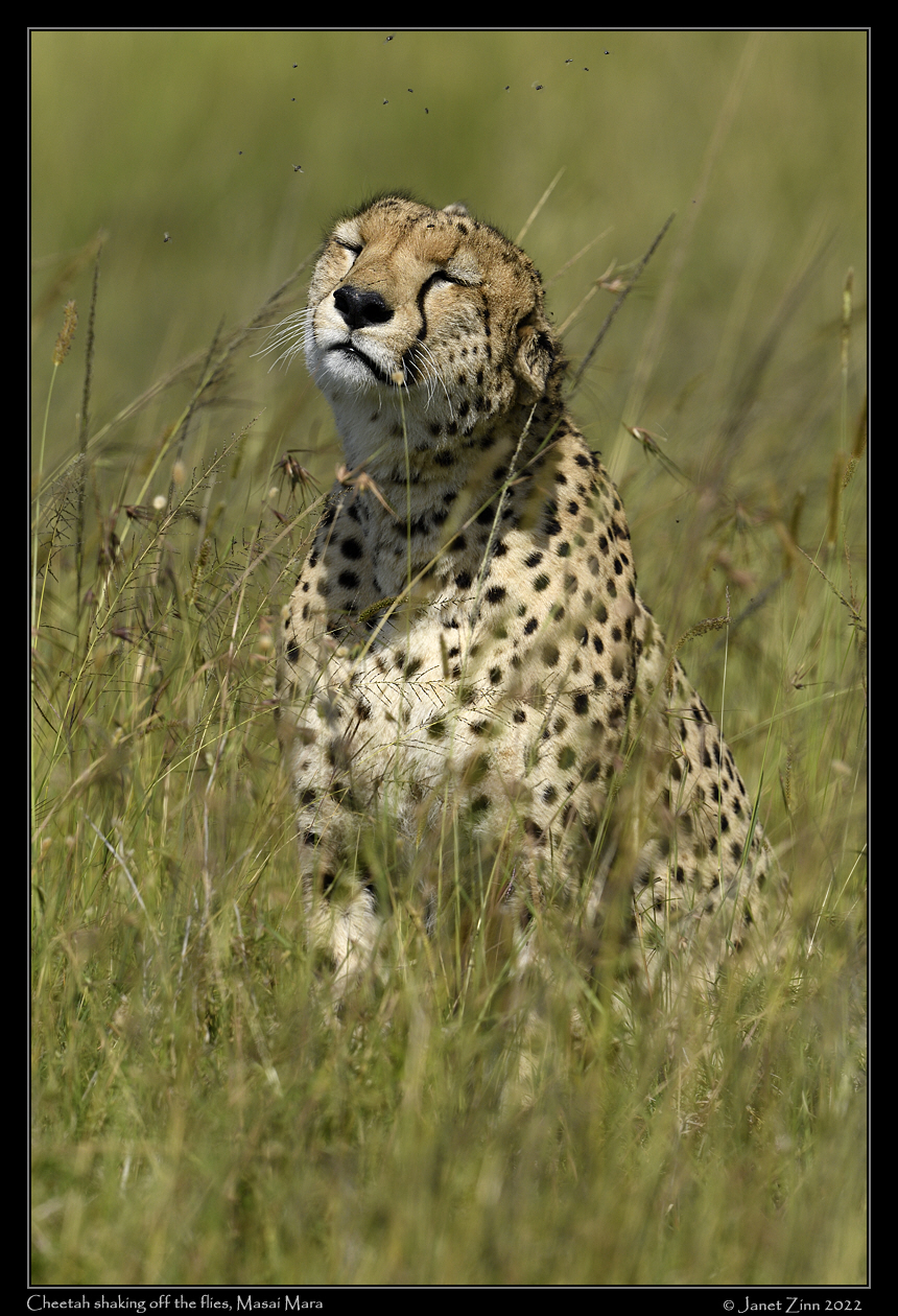 cheetah_JZ9_8396a