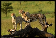  Cheetah Kweli and cubs, Olare Motorogoi Conservancy, Masai Mara, Kenya � J. Zinn