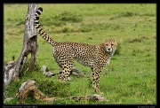  Neema's male cub, Masai Mara, Kenya � J. Zinn