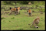  Hyenas face-off with Neema's cubs, Masai Mara, Kenya � J. Zinn