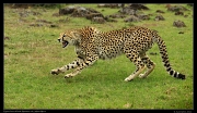  Hyenas face-off with Neema's cubs, Masai Mara, Kenya � J. Zinn