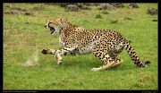  Hyenas face-off with Neema's cubs, Masai Mara, Kenya � J. Zinn