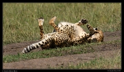  Cheetah, Masai Mara Reserve, Kenya � J. Zinn