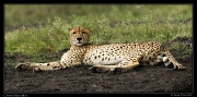  Cheetah, Masai Mara Reserve, Kenya � J. Zinn