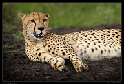  Cheetah, Masai Mara Reserve, Kenya � J. Zinn