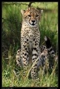  Cheetah Kweli's cub, Olare Motorogoi Conservancy, Kenya � J. Zinn
