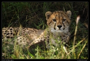  Cheetah Kweli's cub, Olare Motorogoi Conservancy, Kenya � J. Zinn