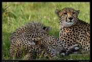  Cheetah Kweli and cubs, Olare Motorogoi Conservancy, Kenya � J. Zinn