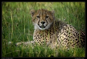  Cheetah Kweli's cub, Olare Motorogoi Conservancy, Kenya � J. Zinn