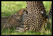  Cheetah Kweli's cub nursing, Olare Motorogoi Conservancy, Kenya � J. Zinn