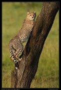  Cheetah Kweli's cub climbs a tree, Olare Motorogoi Conservancy, Kenya � J. Zinn
