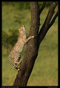  Cheetah Kweli's cub climbs a tree, Olare Motorogoi Conservancy, Kenya � J. Zinn