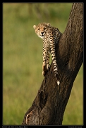  Cheetah Kweli's cub climbs a tree, Olare Motorogoi Conservancy, Kenya � J. Zinn