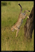  Cheetah Kweli's cub descends a tree, Olare Motorogoi Conservancy, Kenya � J. Zinn